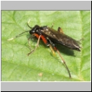 Tenthredo colon - Blattwespe 01a 12mm.jpg